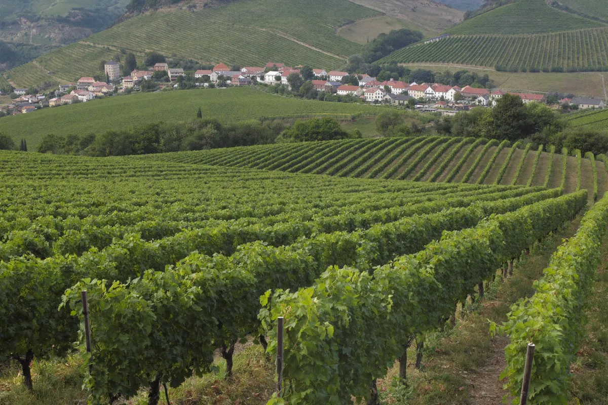 Vignoble alsacien et village au pied des collines près de Colmar